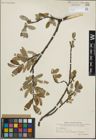 Foto von Salix glauca L.